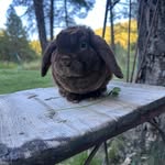 Janie Templin Johnson - @blewett_buns - Instagram