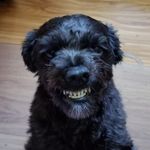 Janice Terhune Krehbiel - @baileyk30 - Instagram