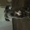 janticemurraygoins - @tha_girl_cute - TikTok