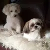 jantilley4 - @jantilley4 - TikTok