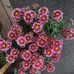 Jan Tobin - Facebook