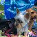 Janice VanBlarcom - Facebook