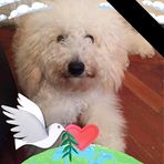 Jan Westcott - Facebook