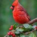 Jane Whitten - Facebook