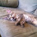 Jan Whittington - @shorttoots - Instagram