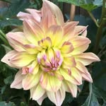 Jan Widmer - @janbanana1 - Instagram