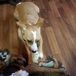 Jan Wiggins - @janbear19632020 - Instagram