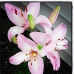 Janet Wight - @janwight - Instagram