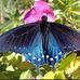 Jan Wiles - Facebook