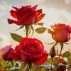 Jan will - @jan.will0 - TikTok