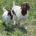 Janet Willhite - Facebook
