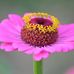 Janis Willhite - Facebook