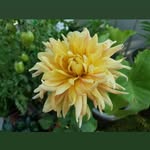 Jan Willis - @janwillis445 - Instagram