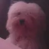 janet.witham0914 - @janet.witham0914 - TikTok
