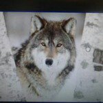 Jan Woolf DyKes - @bjd6869 - Instagram