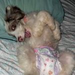 Jan Wyatt-Owens - @savvystockdogs - Instagram