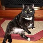 Jan Zimmerman - @centuryspringfarms - Instagram