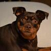 BentleyBaby - @janabond376 - TikTok