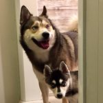 Jana Newell Chambers - @neobleuthepomsky - Instagram