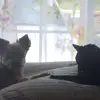 janachambersellis - @janachambersellis - TikTok