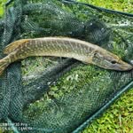 Jana Wiedmann - @jana_fishing - Instagram