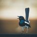 Kobay Jana Hadley Noble - Facebook