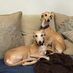 Jana Logan - @whippet_bellapoppy - Instagram
