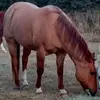 janalogan3 - @horselady160 - TikTok
