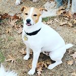 Jana McCoy - @sir_maxwell_barks_a_lot - Instagram