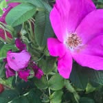 Jana Spivey - @janas_poetry - Instagram
