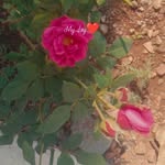 Bhagappa Janawade - @janawadebhagappa - Instagram