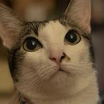 MJ(Mary Jane) & ALMOND - @mjmjthecat - Instagram