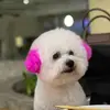 Jane Ang - @janeang - TikTok