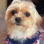 Maddie Jane Aromin 🐶🐾 - @maddiejanearomin - Instagram