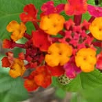 Jane Astrup Bitsch - Facebook