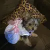 Queentheteacup - @janesebacon92 - TikTok