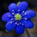 Jane Bailey - Facebook