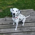 Jane Bardwell - @janefbardwell - Instagram