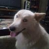 Sebastianandhispets - @janeybarfield1981 - TikTok