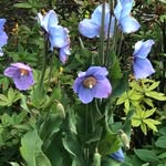Jane Batchelor - @janebatchelor68 - Instagram