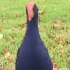 Jane - @janebatchelor8 - TikTok