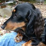 jane bates - @dachshund_alfie_and_sansa - Instagram