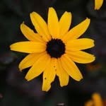 Jane Batty Palmer - @yojanieo - Instagram