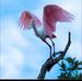 Jayne Baugh - Facebook