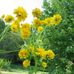 Jane Beecher - Facebook