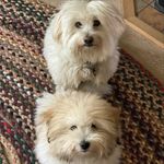 Jenny Jane severs - @bennington.daisyjane_cotons - Instagram