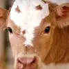 Jane Bird - @veganforever34 - TikTok