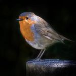 Jane Bird - @janebirdy - Instagram