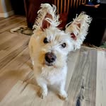 @jane.and.boomer - Instagram