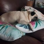 Jane Bosman - @lazylucapug - Instagram